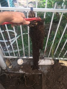 tree roots block drain