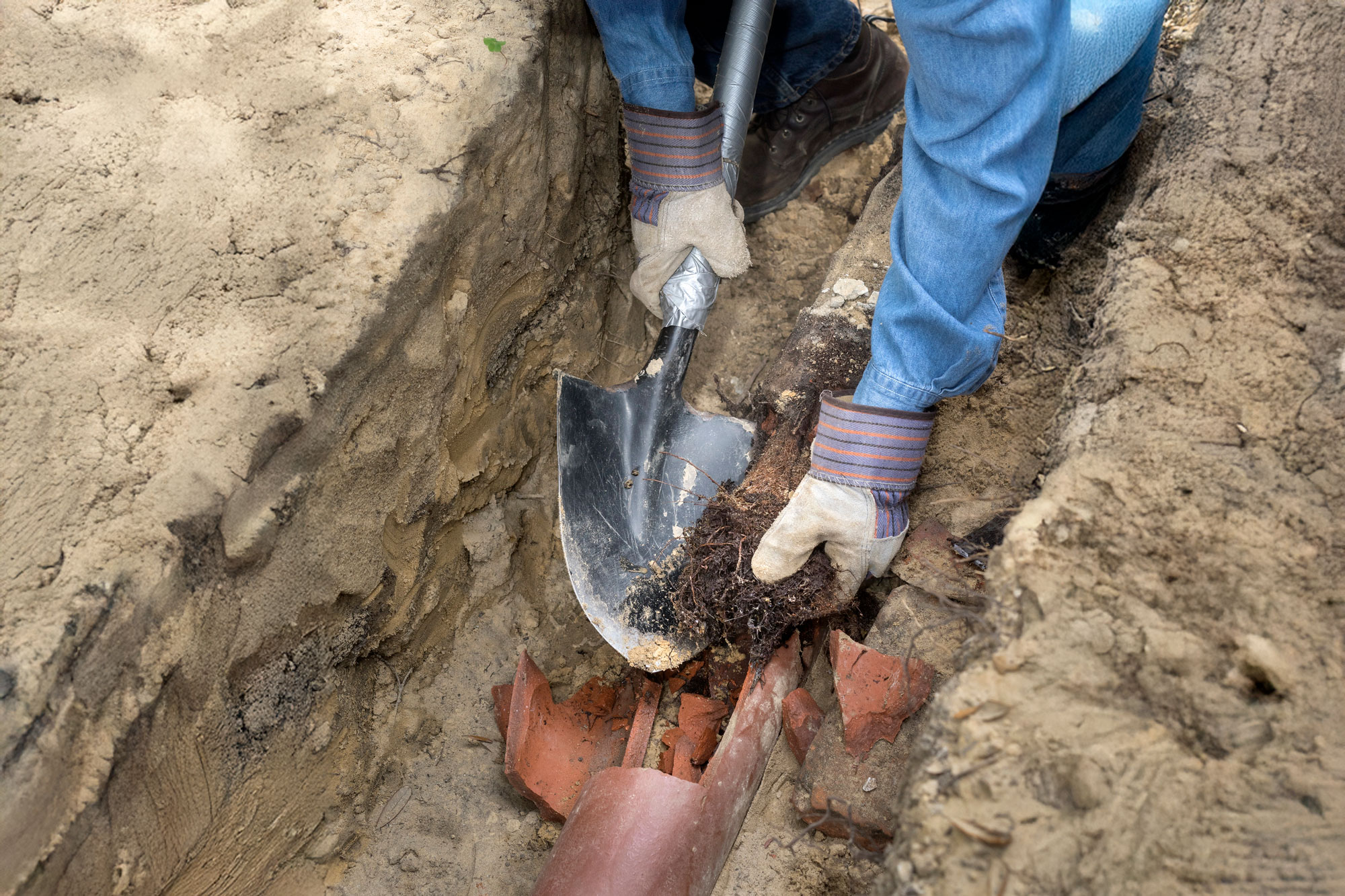 tree root invasion into pipes