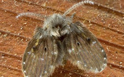 how to get rid of drain flies