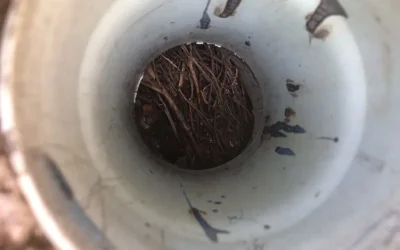 Blocked drains – tree roots growing inside a drainage pipe causing a major blockage